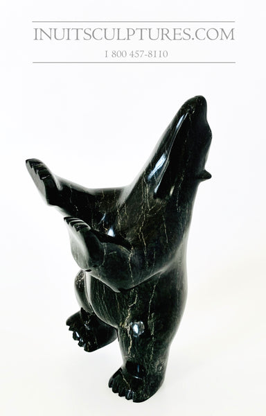 Ours dansant moucheté noir 8" « Collection Covid » par le célèbre Kooyoo Peter