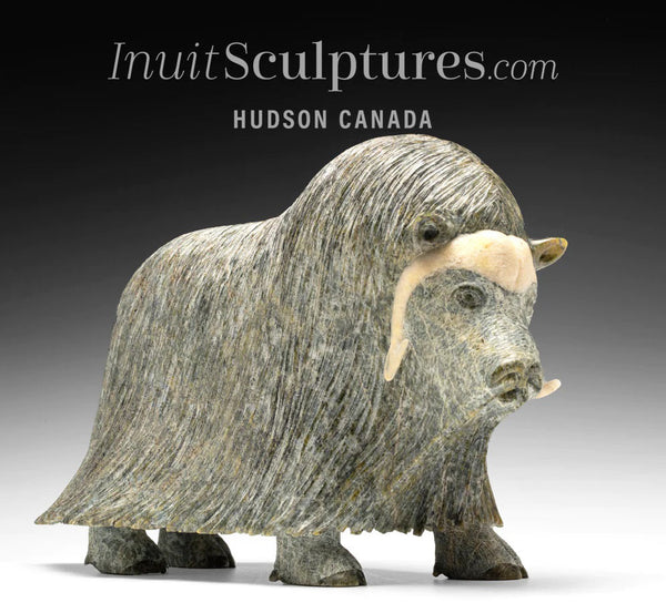 14" SIGNATURE Muskox by Lucassie Ikkidluaq  *Glint*