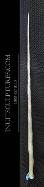 198 cm / 6,43 pieds Défense de Narval Ivoire