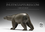 Ours marchant 11" par Peter Alariaq