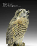 8" SIGNATURE Owl (rare colour stone) by Pits Qimirpik *Julius*
