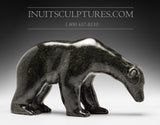 11" Dark Prowling Walking Bear by Noah Siusanginark
