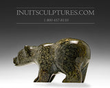 Ours qui marche 3" par Johnny Papigatake